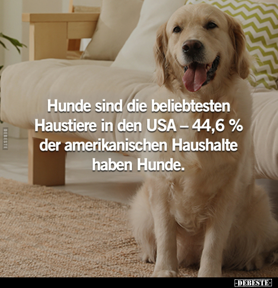 Hunde sind die beliebtesten Haustiere in den USA.. - Lustige Bilder | DEBESTE.de
