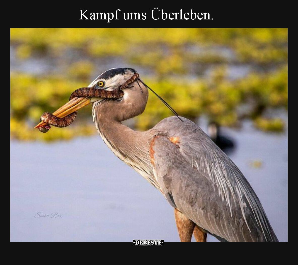 Kampf ums Überleben.