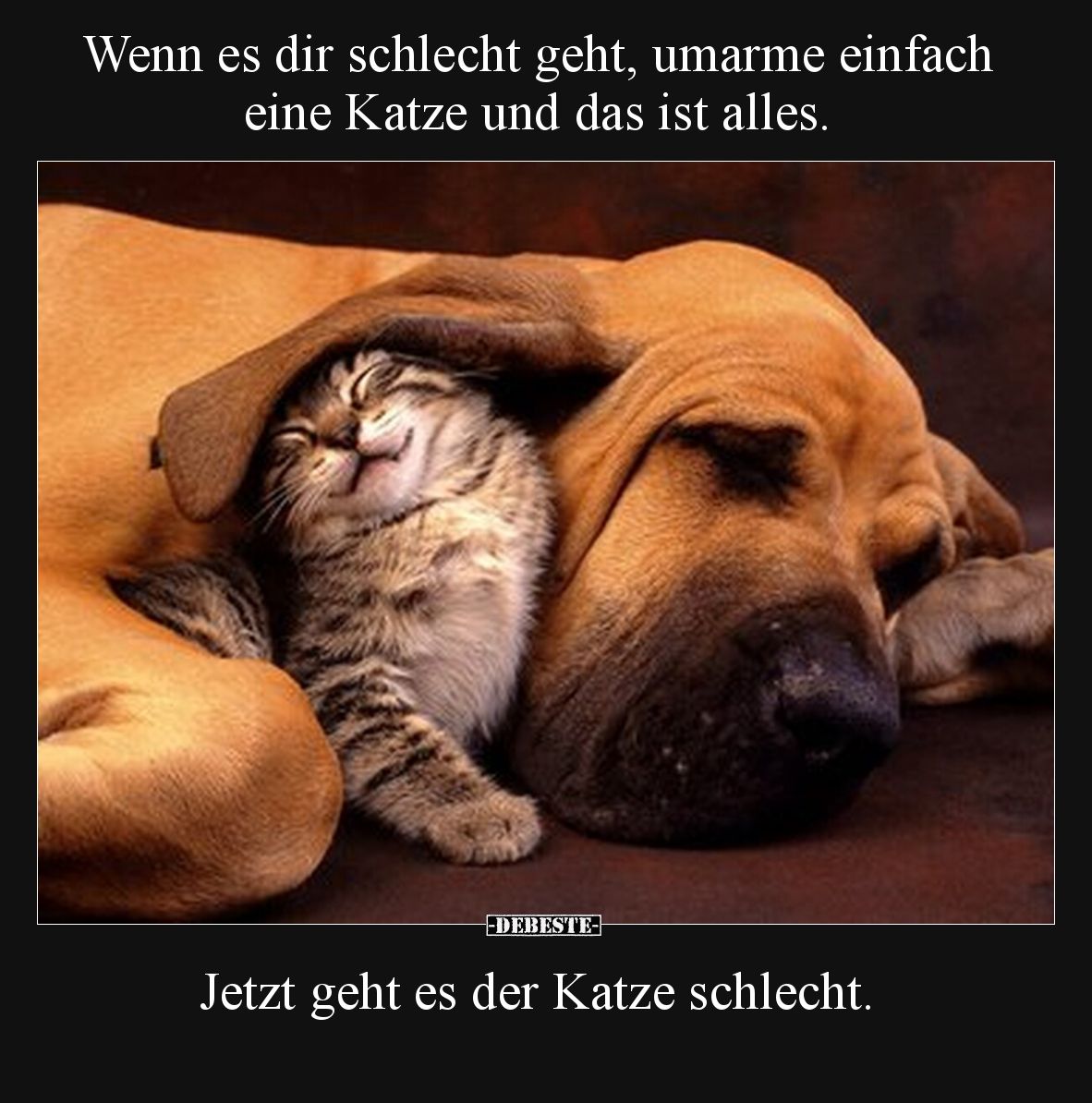 Wenn es dir schlecht geht, umarme einfach eine Katze und das ist alles.

Jetzt geht es der Katze schlecht.