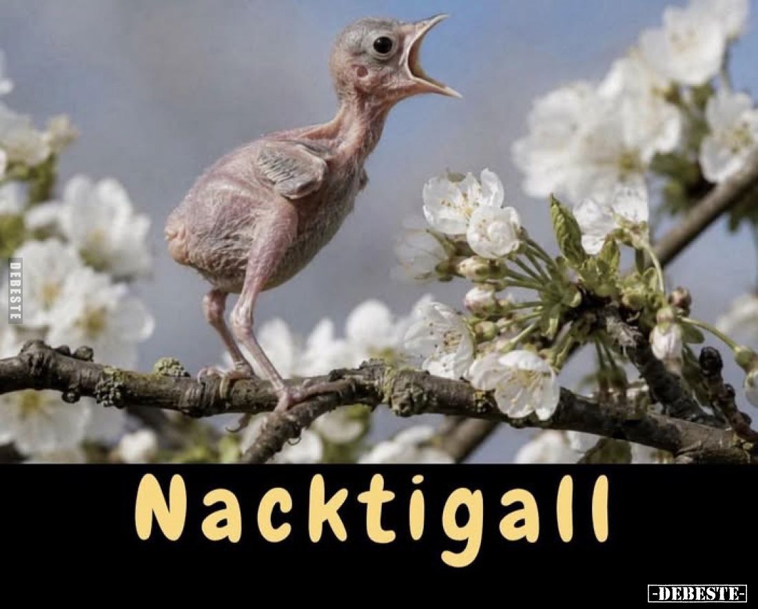 Nacktigall