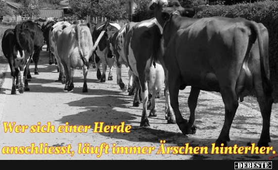 Wer sich einer Herde anschliesst, läuft immer Ärschen hinterher!