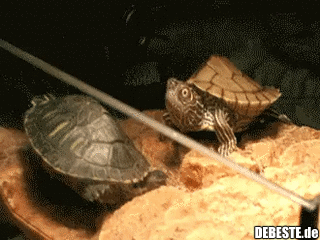  - Lustige Bilder | DEBESTE.de