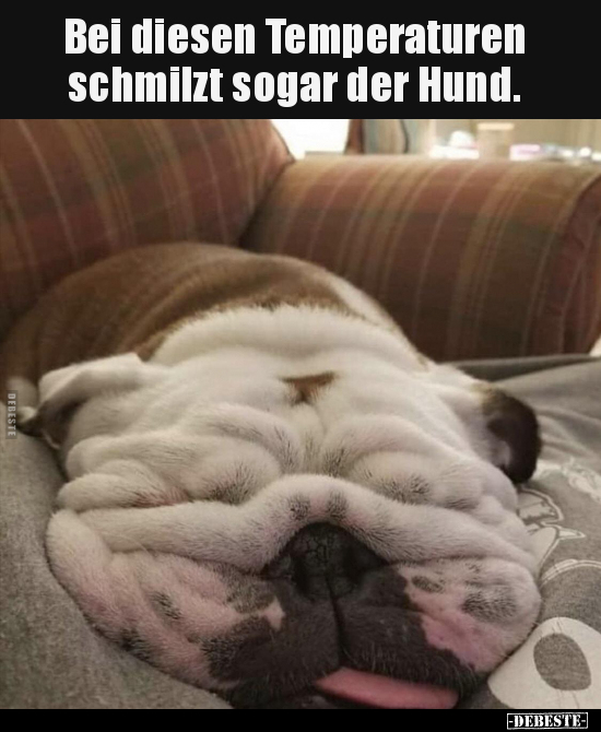 Bei diesen Temperaturen schmilzt sogar der Hund... - Lustige Bilder | DEBESTE.de
