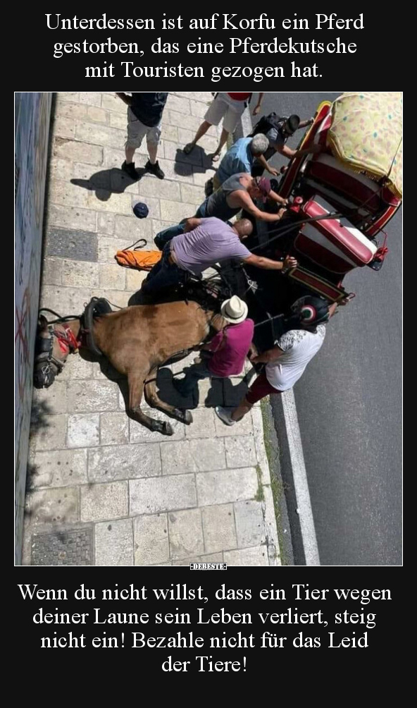 Unterdessen ist auf Korfu ein Pferd gestorben, das eine.. - Lustige Bilder | DEBESTE.de