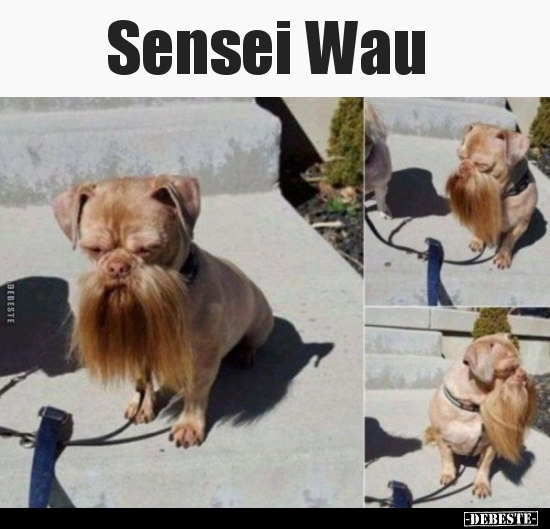 Sensei Wau..