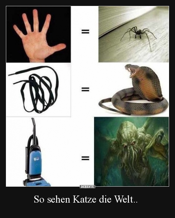 So sehen Katze die Welt..