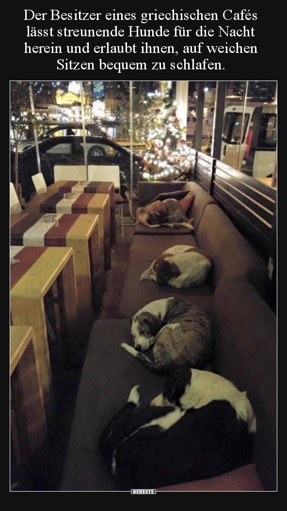 Der Besitzer eines griechischen Cafés lässt streunende..