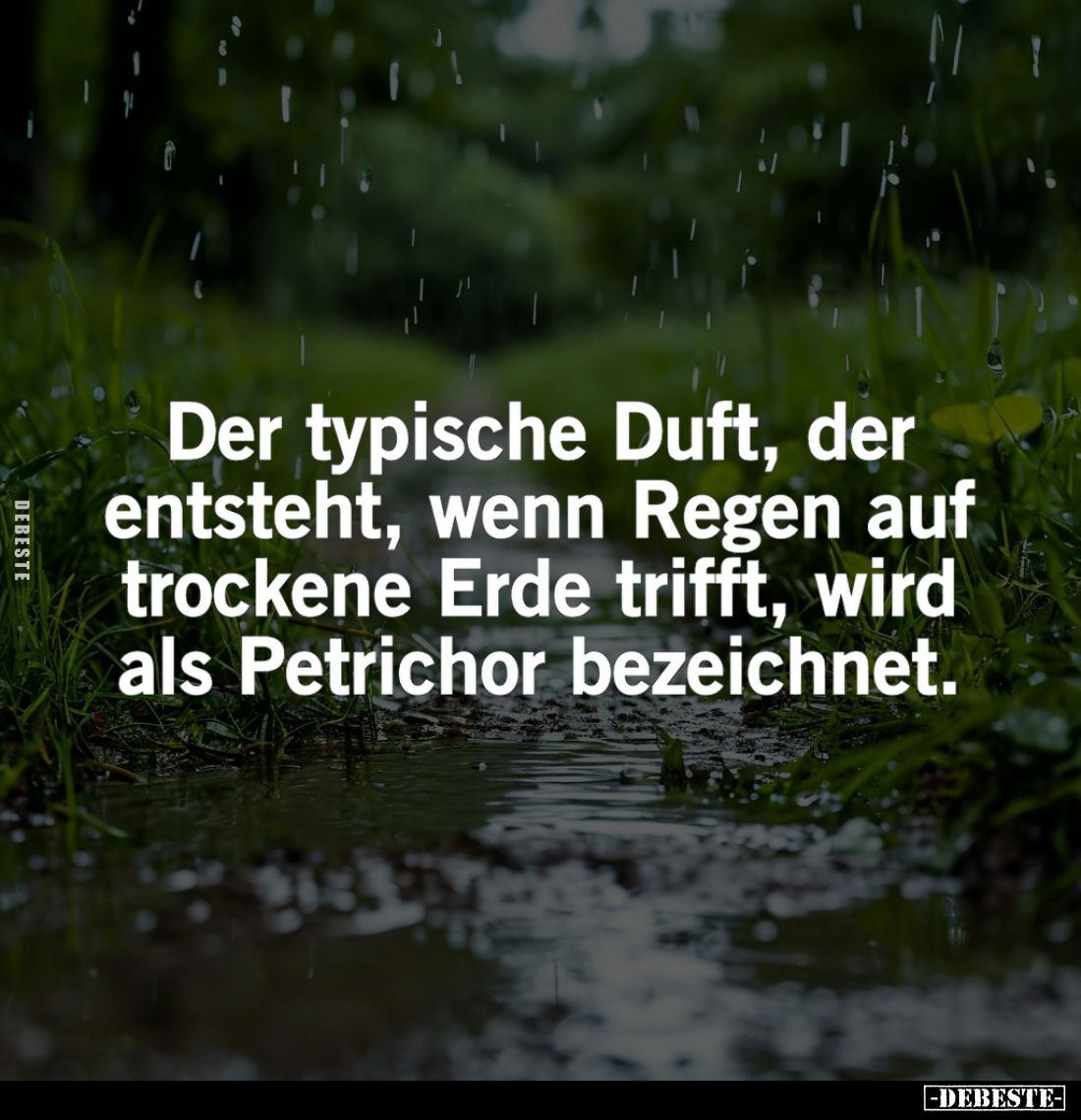 Der typische Duft, der entsteht, wenn Regen auf trockene Erde trifft, wird als Petrichor bezeichnet.