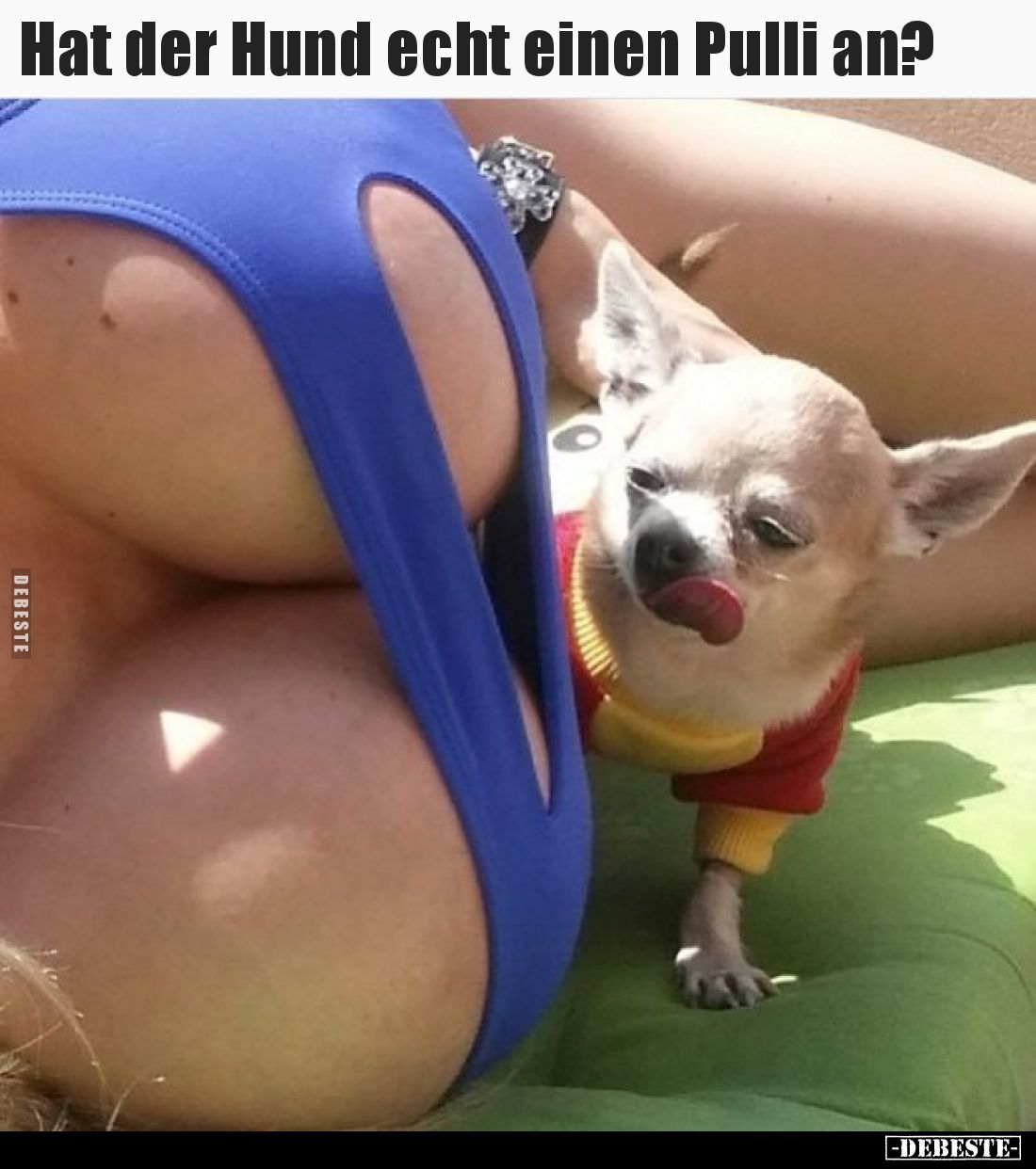 Hat der Hund echt einen Pulli an?