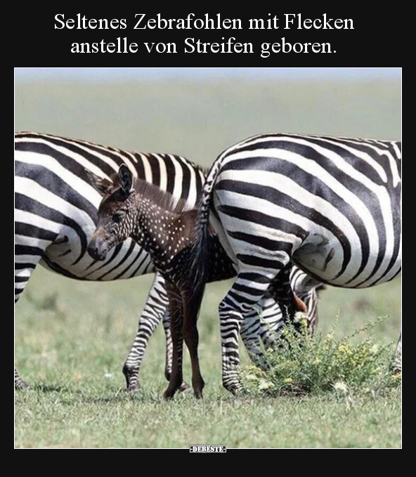 Seltenes Zebrafohlen mit Flecken anstelle von Streifen.. - Lustige Bilder | DEBESTE.de