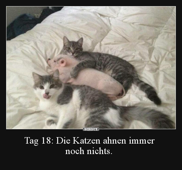 Tag 18: Die Katzen ahnen immer noch nichts...
