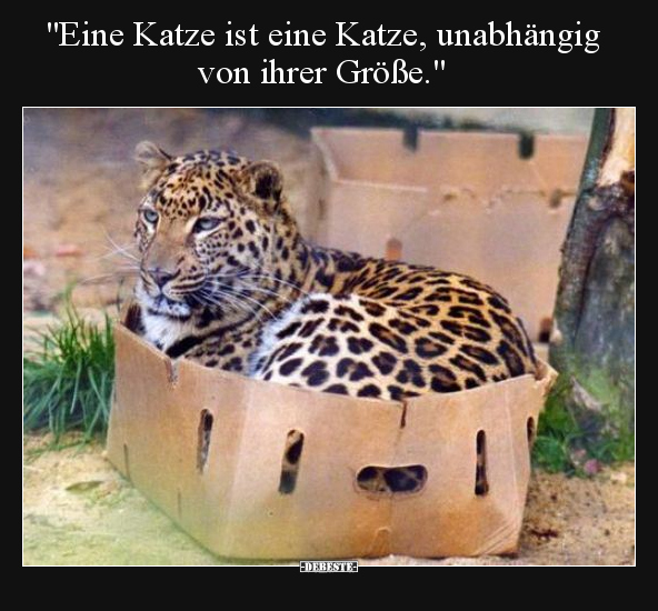 "Eine Katze ist eine Katze, unabhängig von ihrer.." - Lustige Bilder | DEBESTE.de