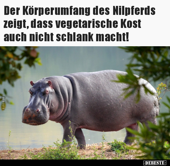 Der Körperumfang des Nilpferds zeigt... - Lustige Bilder | DEBESTE.de