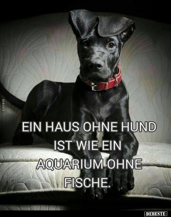 Ein Haus ohne Hund ist wie.. - Lustige Bilder | DEBESTE.de
