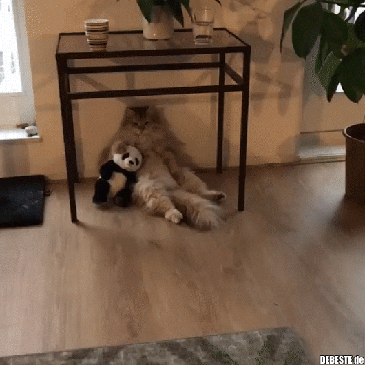 Die Katze :) - Lustige Bilder | DEBESTE.de