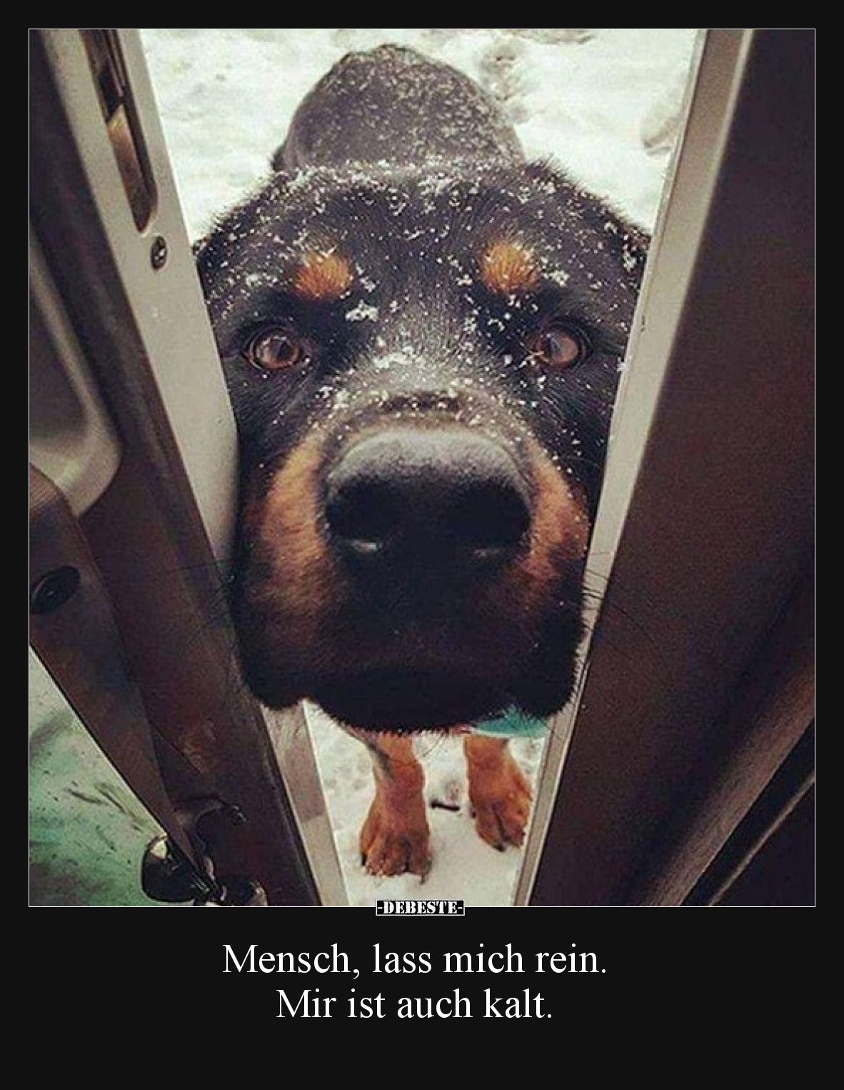 Mensch, lass mich rein. Mir ist auch kalt.