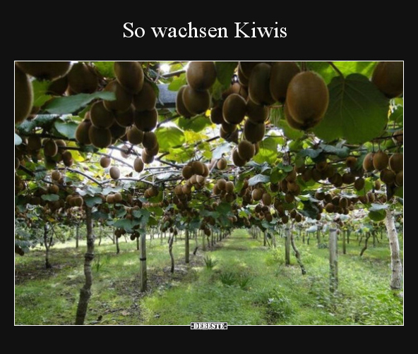 So wachsen Kiwis.. - Lustige Bilder | DEBESTE.de