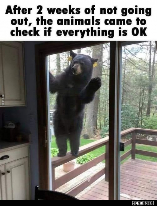 After 2 weeks of not going out, the animals came to check if everything is OK.