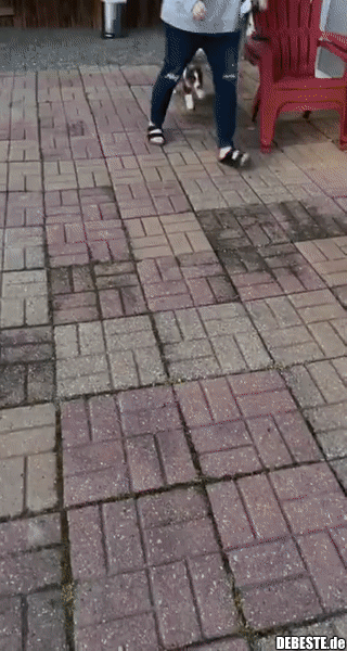 Der Welpe freut sich sehr, nach Hause zu kommen..