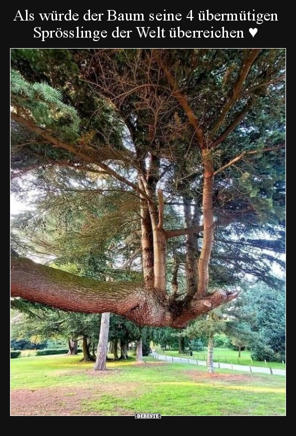 Als würde der Baum seine 4 übermütigen Sprösslinge der Welt.. - Lustige Bilder | DEBESTE.de