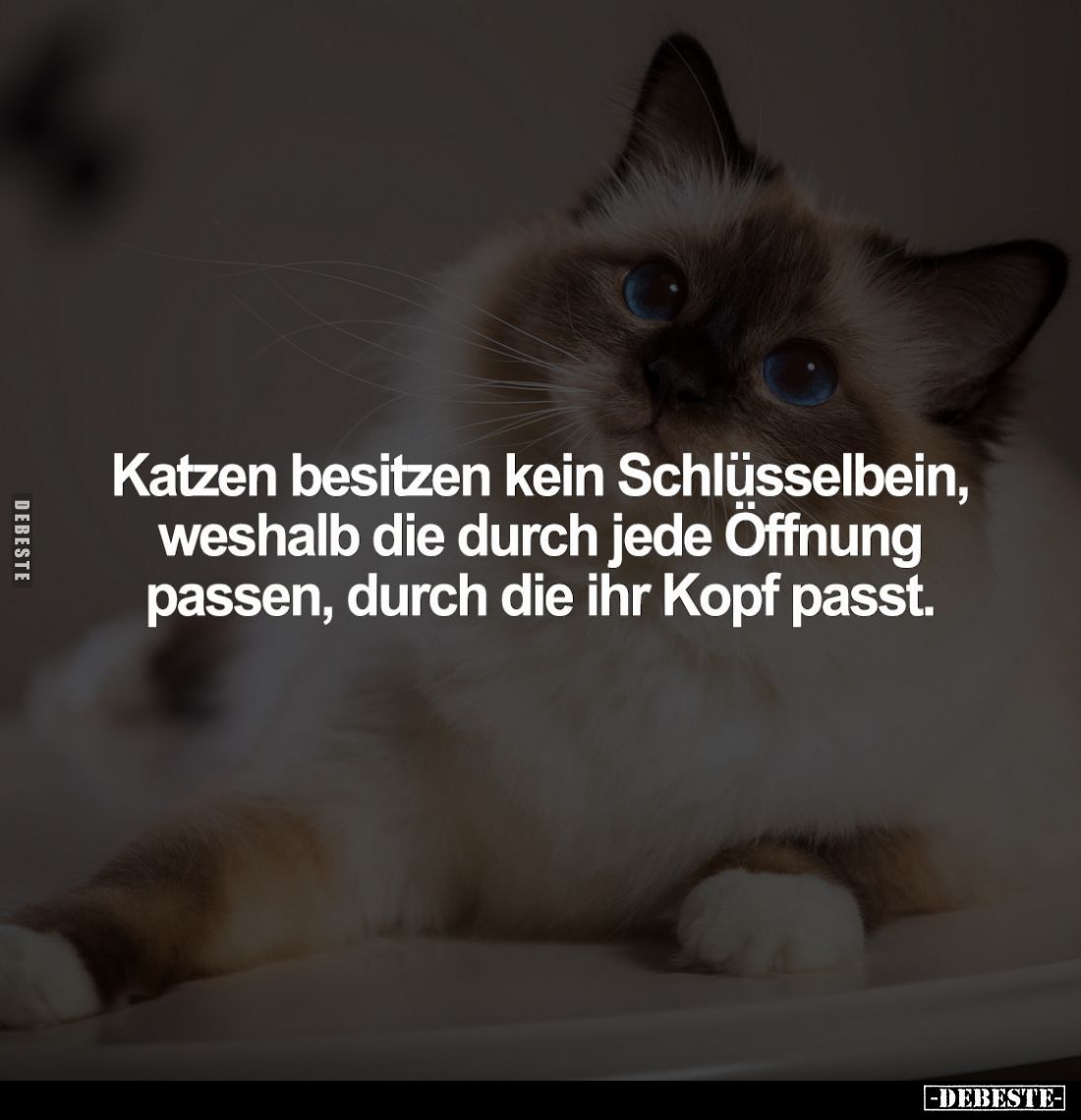 Katzen besitzen kein Schlüsselbein, weshalb die durch jede Öffnung passen, durch die ihr Kopf passt.