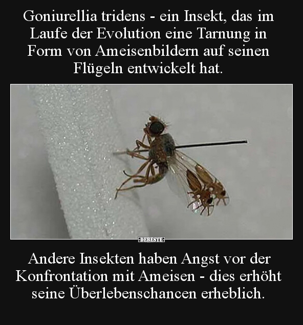Goniurellia tridens - ein Insekt, das im Laufe der.. - Lustige Bilder | DEBESTE.de