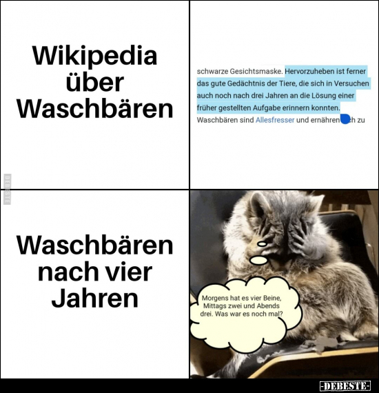 Wikipedia über Waschbären.. - Lustige Bilder | DEBESTE.de