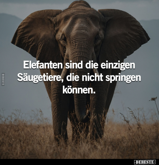 Elefanten sind die einzigen Säugetiere, die nicht springen.. - Lustige Bilder | DEBESTE.de