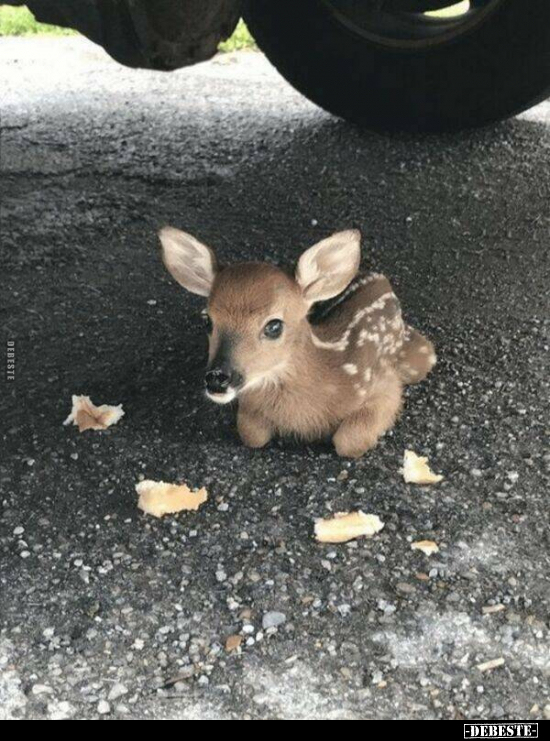  - Lustige Bilder | DEBESTE.de