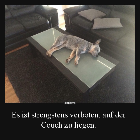 Es ist strengstens verboten, auf der Couch zu liegen. - Lustige Bilder | DEBESTE.de