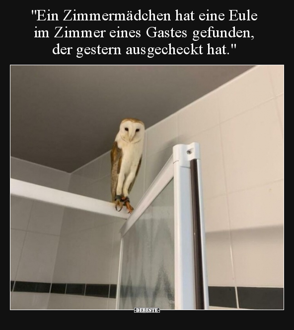 "Ein Zimmermädchen hat eine Eule im Zimmer eines Gastes.." - Lustige Bilder | DEBESTE.de