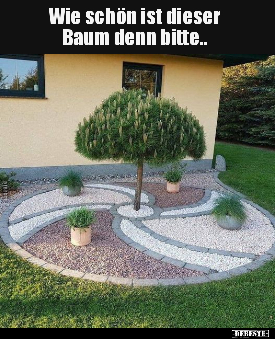 Wie schön ist dieser Baum denn bitte.. - Lustige Bilder | DEBESTE.de