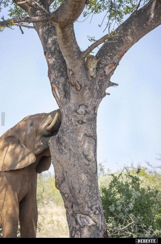  - Lustige Bilder | DEBESTE.de