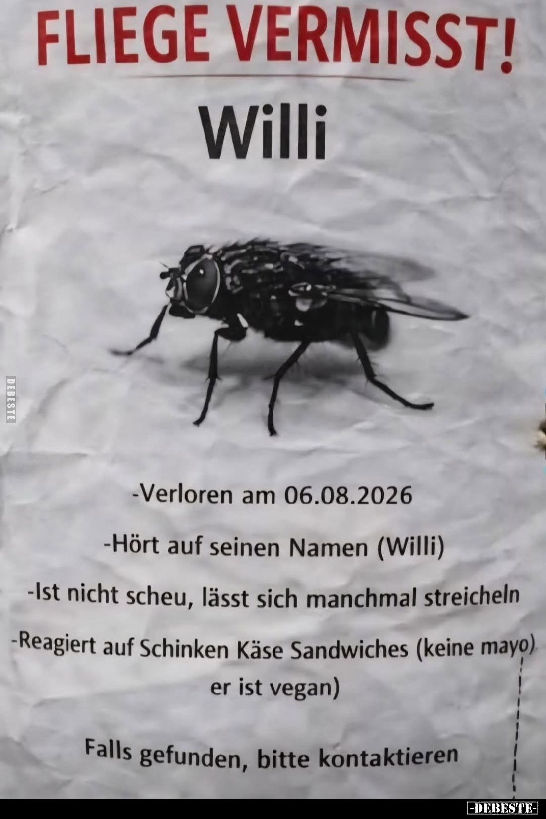 Fliege vermisst!
Willi. -  Verloren am 06.08.2026.
- Hört auf seinen Namen (Willi).
- Ist nicht scheu, lässt sich manchmal...
