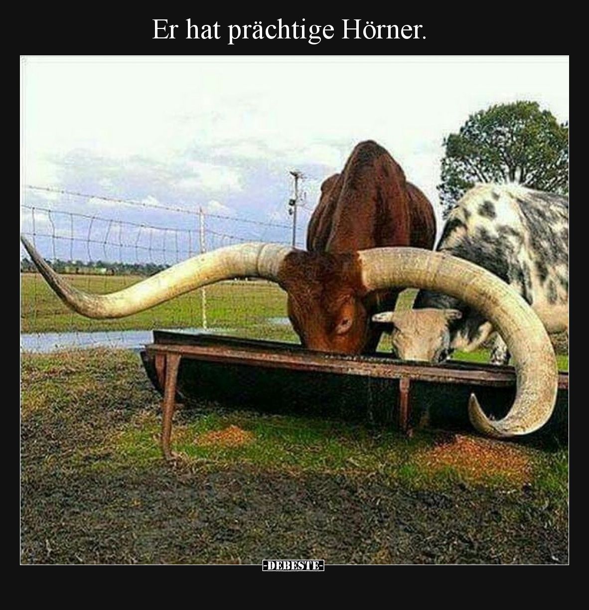 Er hat prächtige Hörner.
