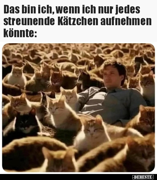 Das bin ich, wenn ich nur jedes streunende Kätzchen.. - Lustige Bilder | DEBESTE.de