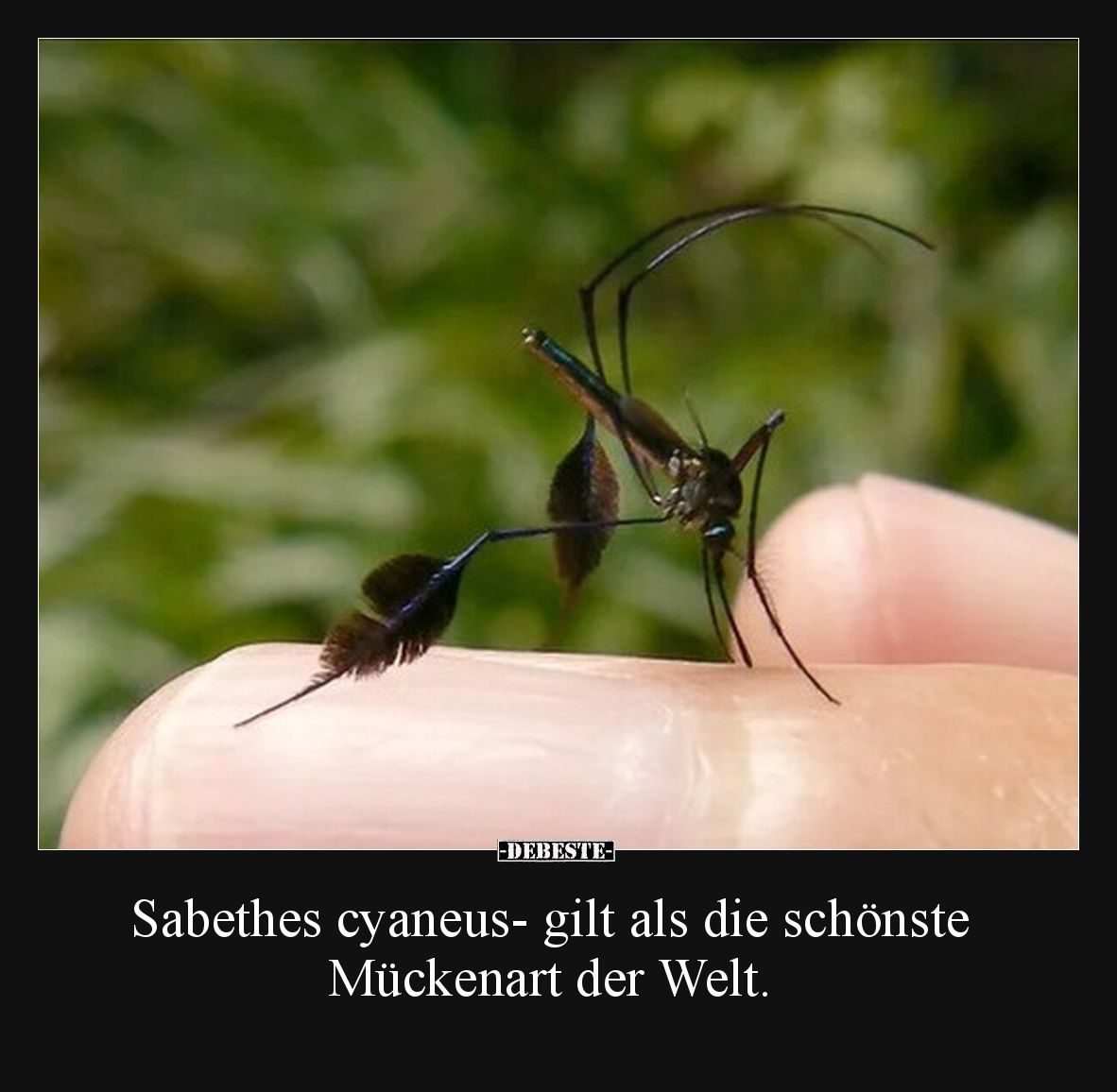 Sabethes cyaneus- gilt als die schönste Mückenart der Welt.