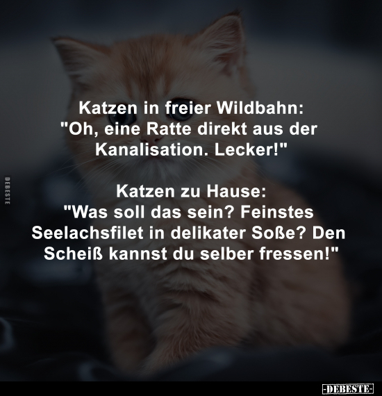 Katzen, Was Soll Das