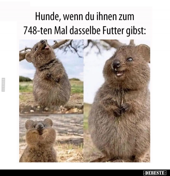 Hunde, wenn du ihnen zum 748-ten Mal dasselbe Futter.. - Lustige Bilder | DEBESTE.de