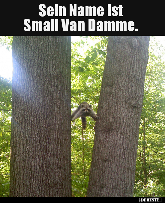 Sein Name ist Small Van Damme... - Lustige Bilder | DEBESTE.de