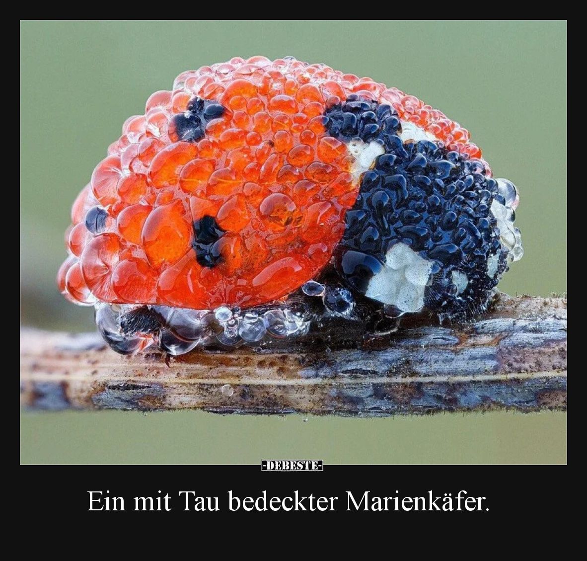 Ein mit Tau bedeckter Marienkäfer.