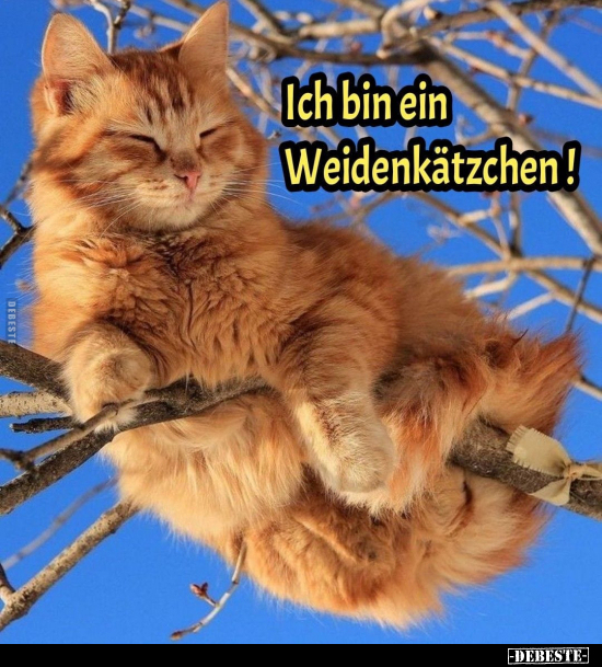 Ich bin ein Weidenkätzchen