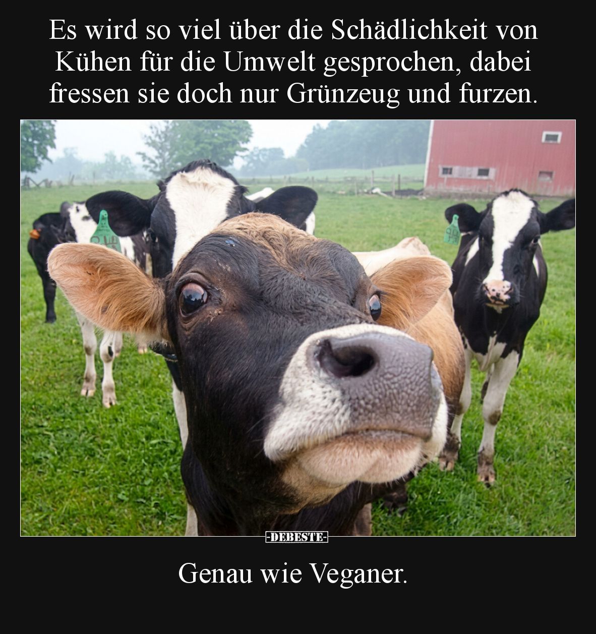 Es wird so viel über die Schädlichkeit von Kühen für die.. - Lustige Bilder | DEBESTE.de