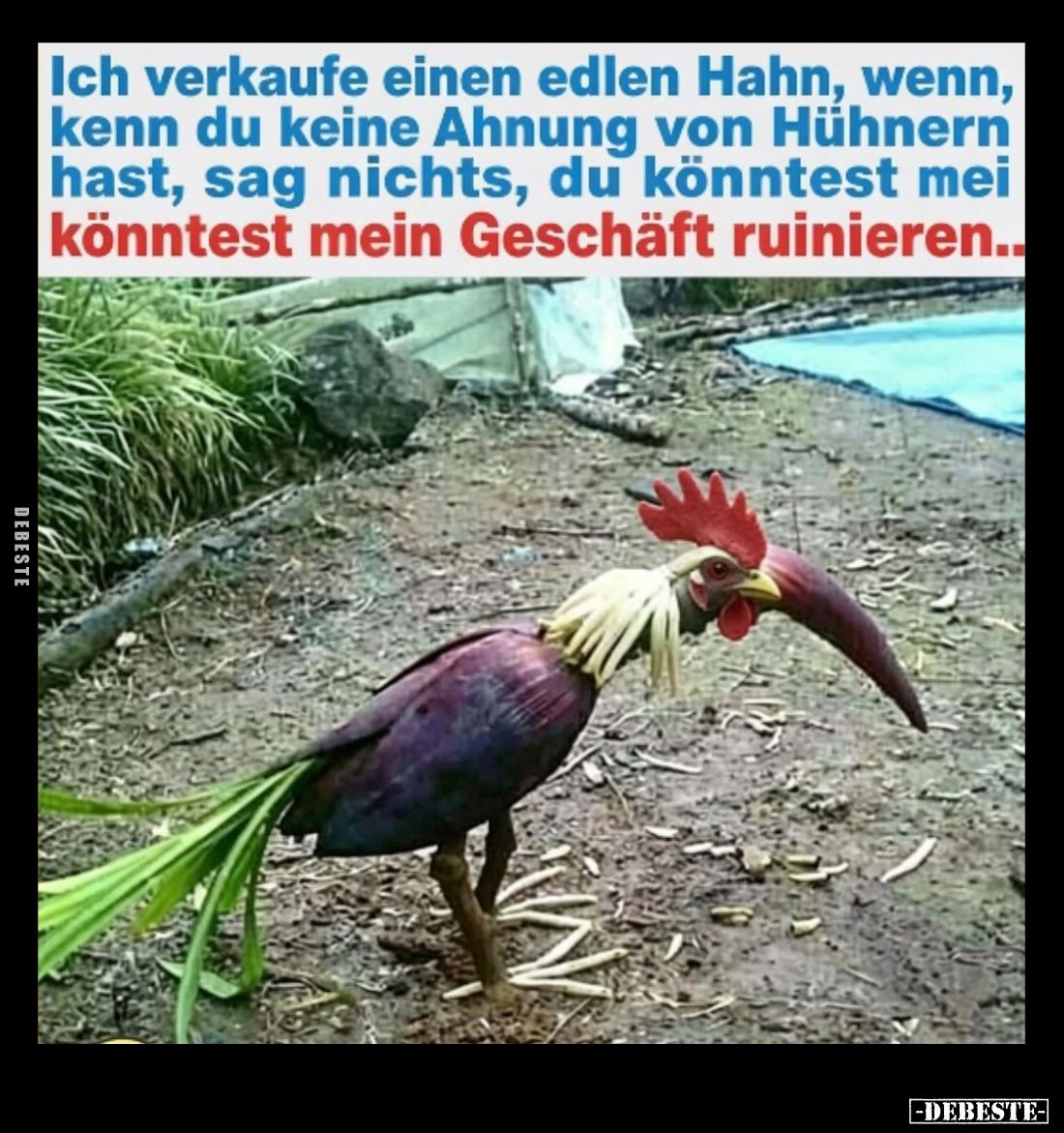 Ich verkaufe einen edlen Hahn, wenn, kenn du keine Ahnung von Hühnern hast, sag nichts, du könntest mei
könntest mein Geschä...
