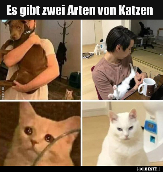 Es gibt zwei Arten von Katzen.. - Lustige Bilder | DEBESTE.de