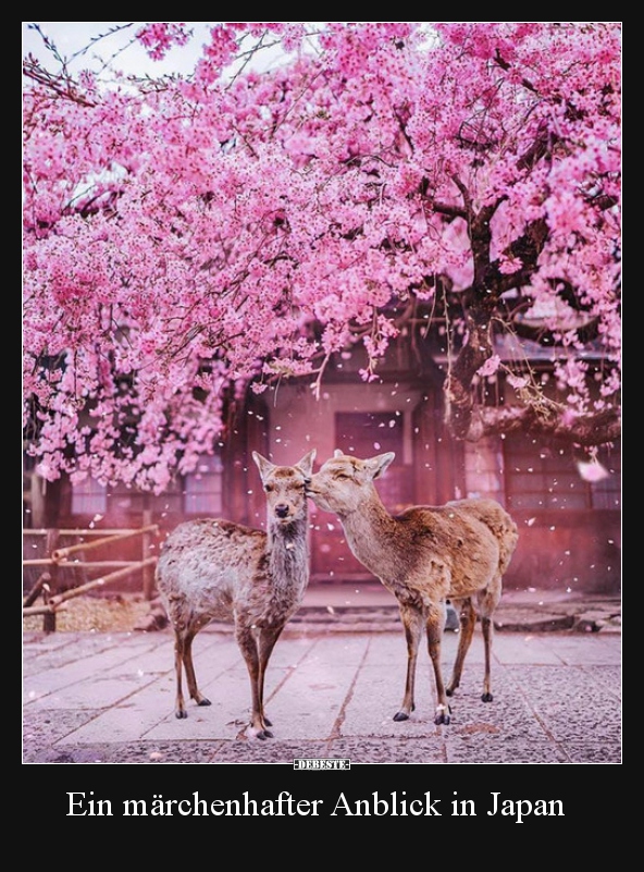 Ein märchenhafter Anblick in Japan.. - Lustige Bilder | DEBESTE.de