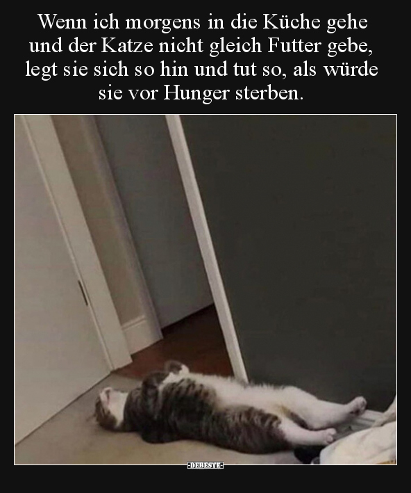 Wenn ich morgens in die Küche gehe und der Katze nicht.. - Lustige Bilder | DEBESTE.de