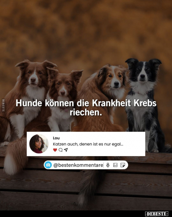 Hunde können die Krankheit Krebs riechen... - Lustige Bilder | DEBESTE.de