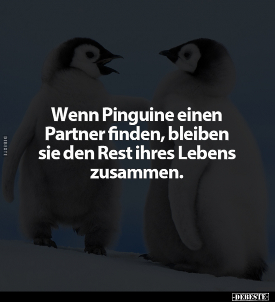 Wenn Pinguine einen Partner finden.. - Lustige Bilder | DEBESTE.de