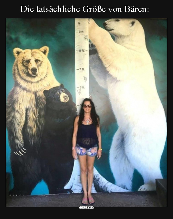Die tatsächliche Größe von Bären.. - Lustige Bilder | DEBESTE.de